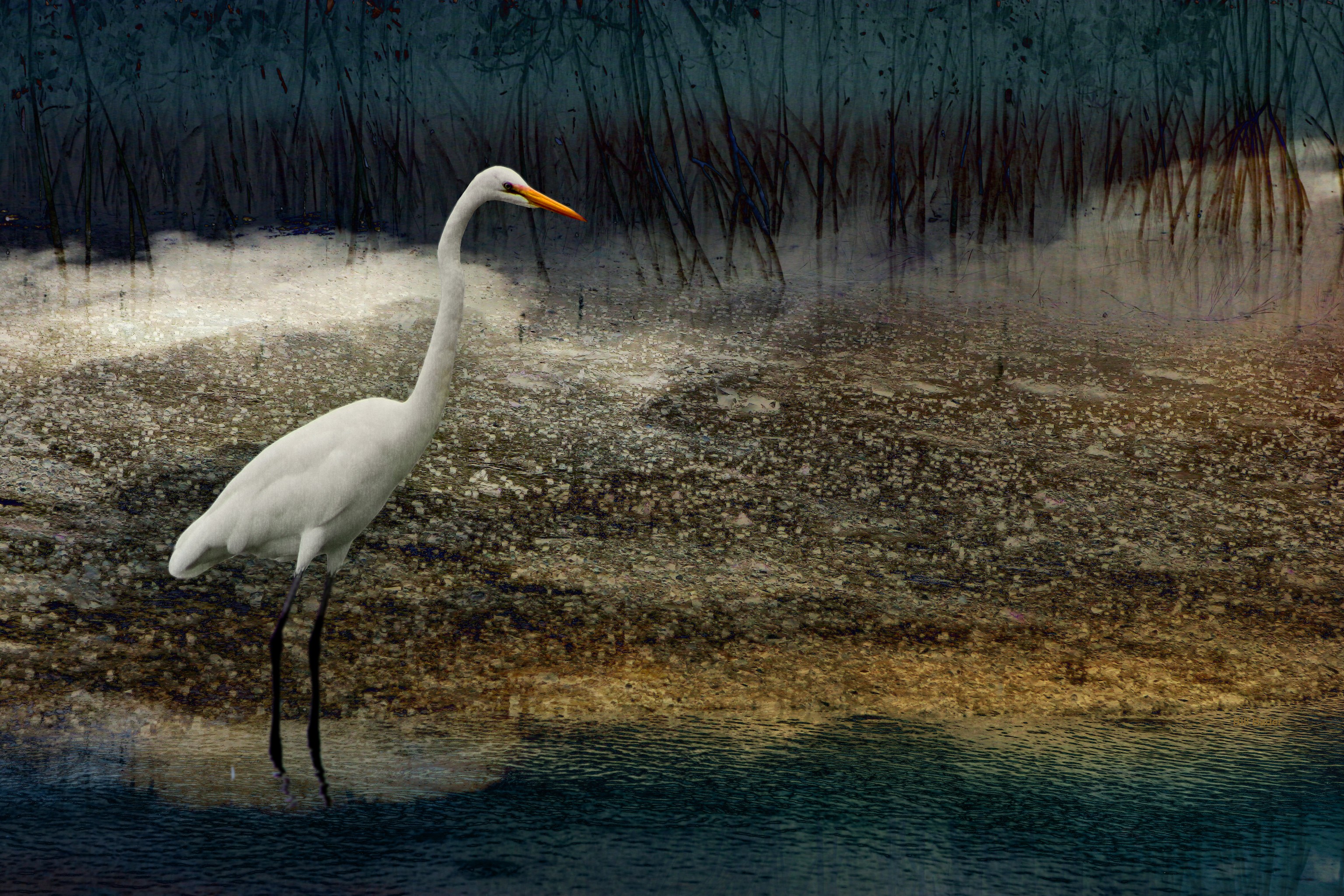 CRW_8345marsh-mud-egret