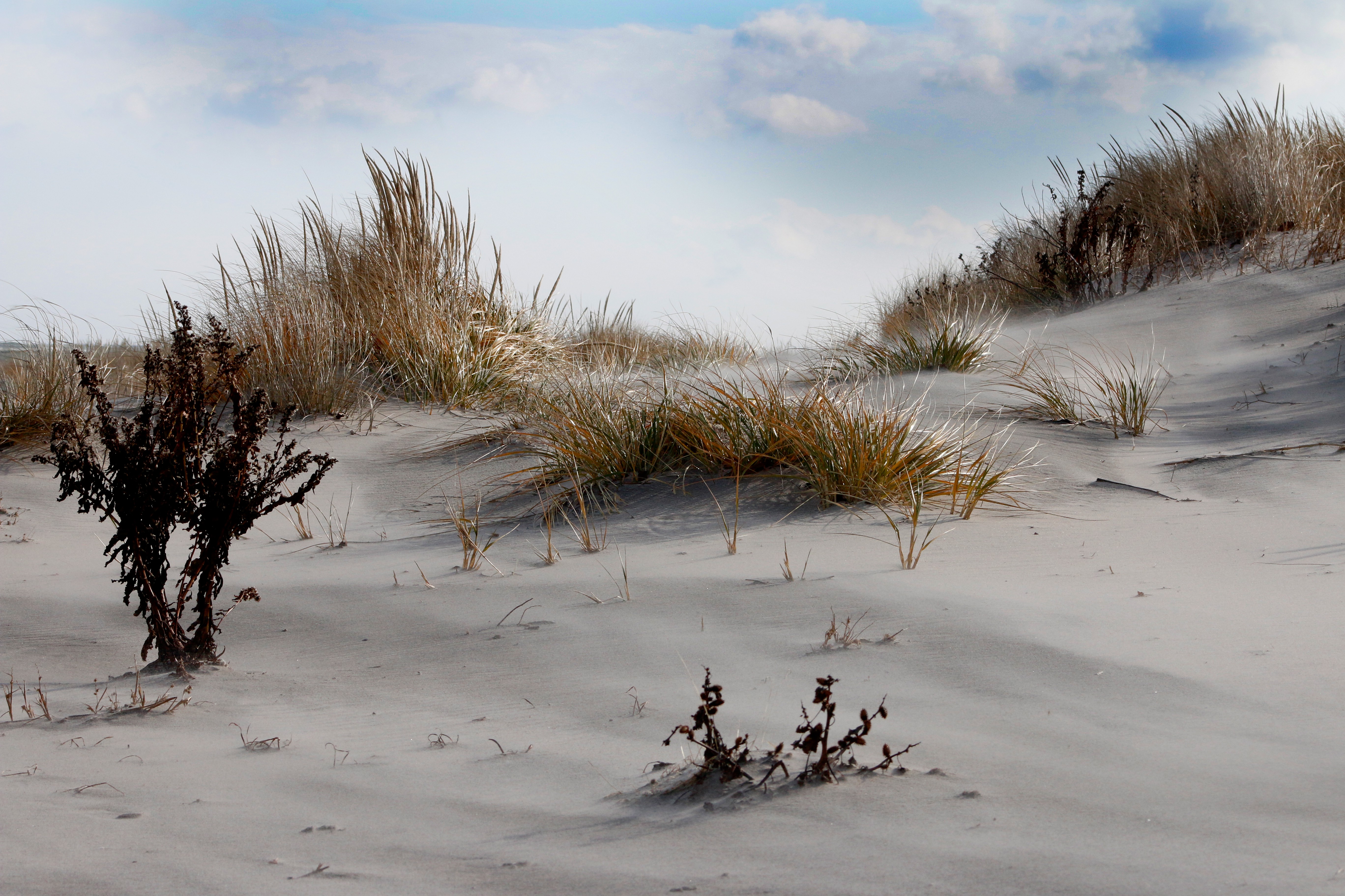 dunes_MG_4204