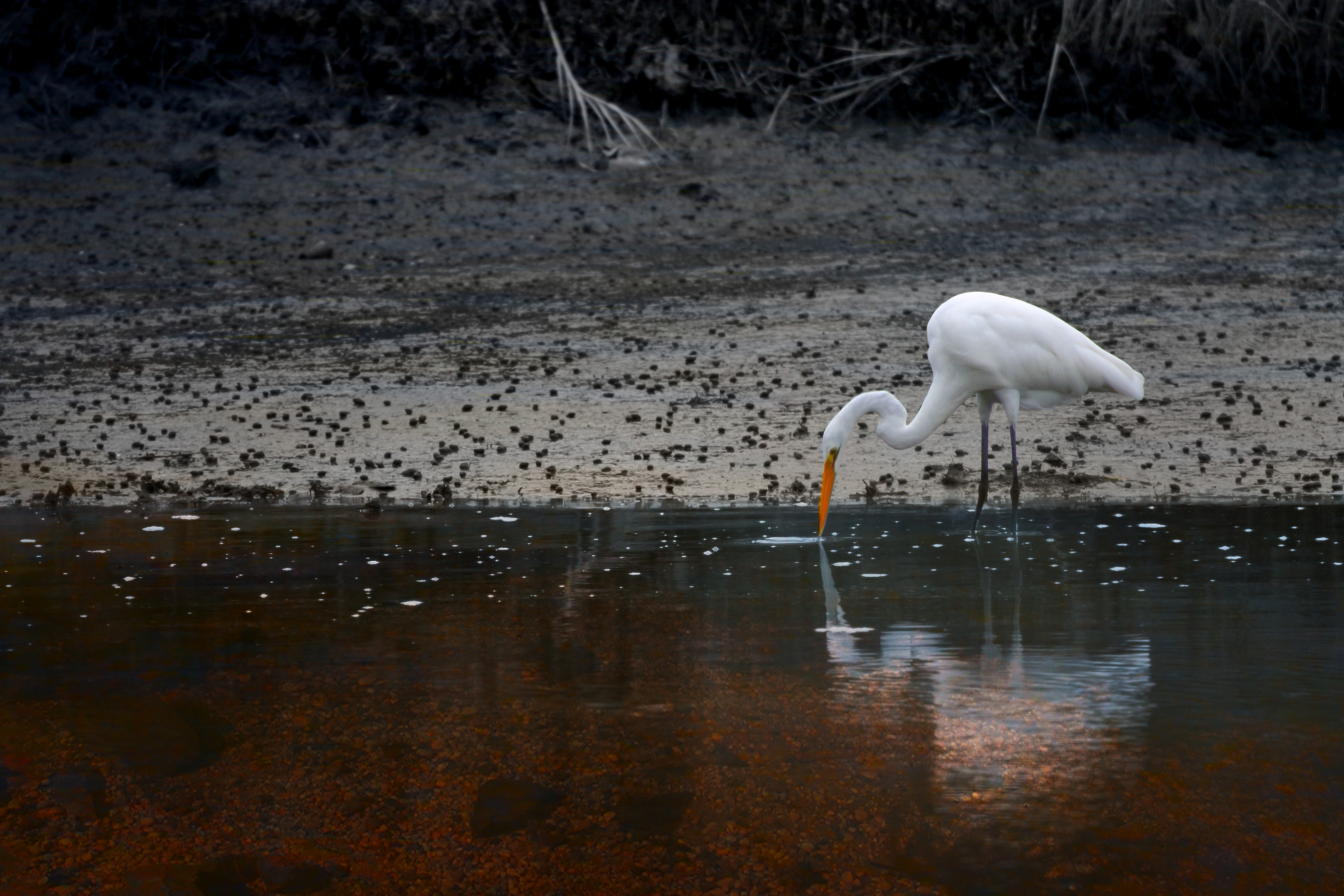 egrets-mud-water-difference1