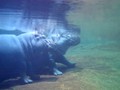 creatures hippo 1600