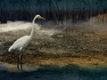 CRW_8345marsh-mud-egret