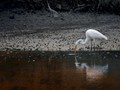 egrets-mud-water-difference1